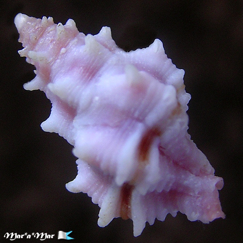 Alternative view of Attiliosa perplexa E.Vokes, 1999