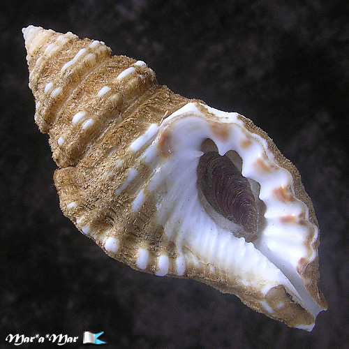 Cymatium (Monoplex) corrugatum (Lamarck, 1822)