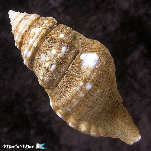 Alternative view of Cymatium (Monoplex) corrugatum (Lamarck, 1822)