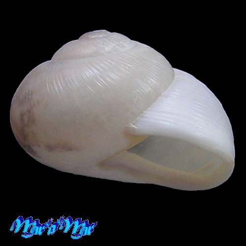 Zachrysia provisoria (Pfeiffer, 1844)