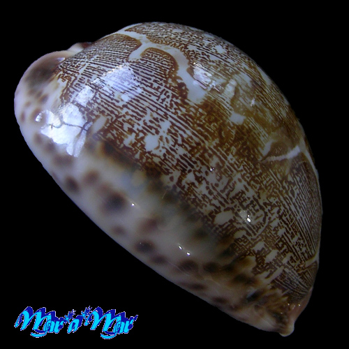 Alternative view of Cypraea mappa viridis f. guamensis Kenyon, 1902