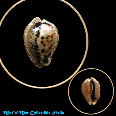 Cypraea (Muracypraea) mus mus Linnaeus, 1758