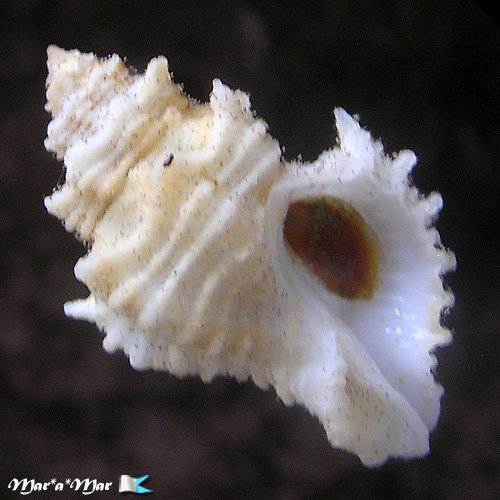 Babelomurex mansfieldi (MacGinty, 1840)