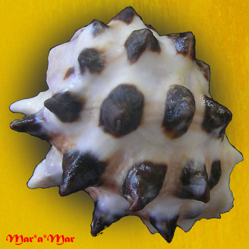 Alternative view of Drupa morum Röding, 1798