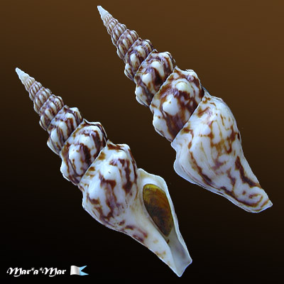 Tiariturris spectabilis Berry, 1958