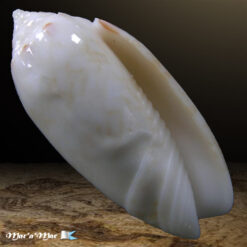 Americoliva sunderlandi (Petuch, 1987)