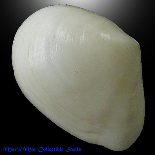 Macoma constricta (Bruguieré, 1792)*