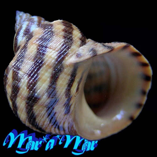 Littorina zebra Donovan, 1825