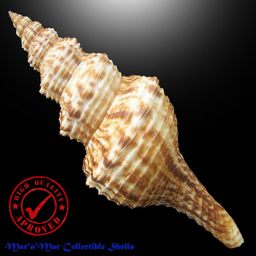 Alternative view of Goniofusus brasiliensis (Grabau, 1904)