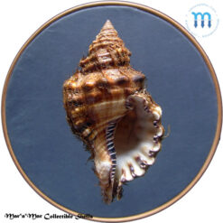 Monoplex parthenopeus (Salis Marschlins, 1793)