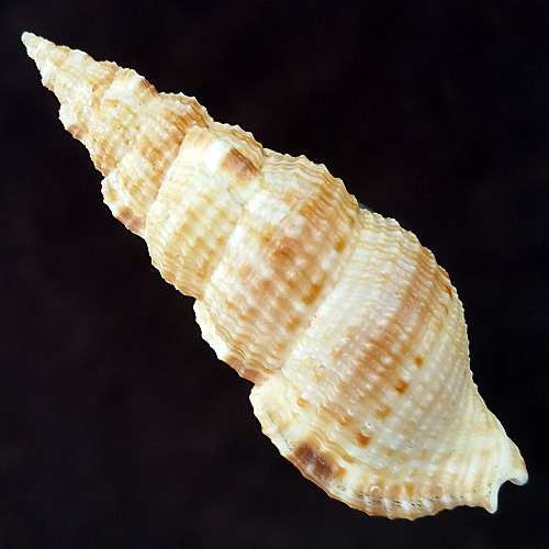 Colubraria testacea (Morch, 1877) - Imagem 2