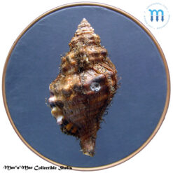 Alternative view of Monoplex parthenopeus (Salis Marschlins, 1793)