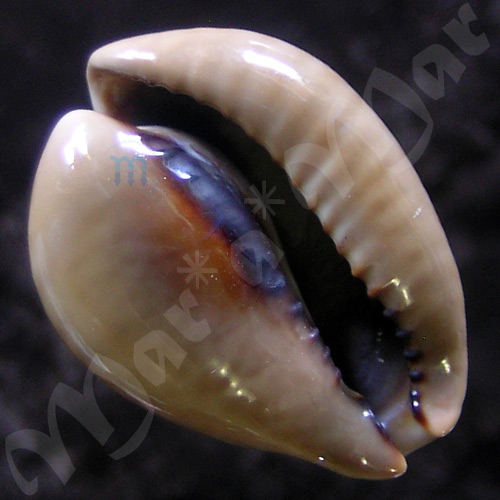 Cypraea (Muracypraea) mus mus Linnaeus, 1758