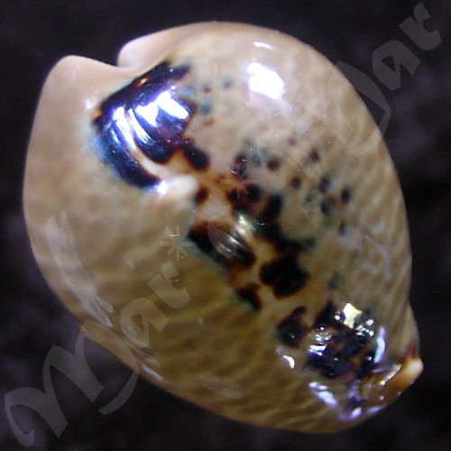 Cypraea (Muracypraea) mus mus Linnaeus, 1758 - Imagem 2
