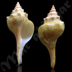 Pleuroploca granosa (Broderip. 1832)