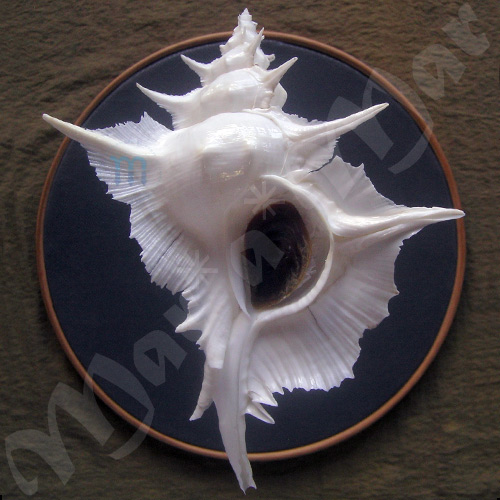 Siratus alabaster (Reeve, 1845)