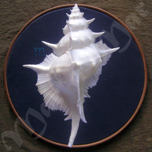 Siratus alabaster (Reeve, 1845) - Imagem 2