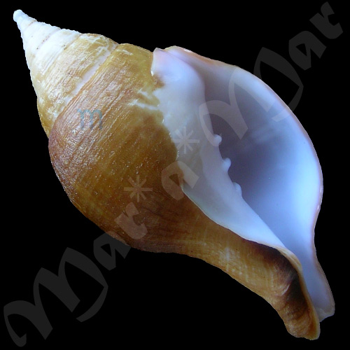 Turbinella laevigata Anton, 1839