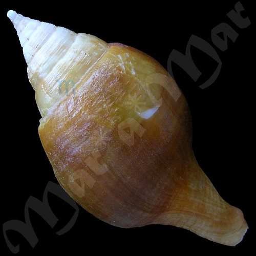 Turbinella laevigata Anton, 1839 - Imagem 2