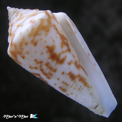 Conus tostesi Petuch, 1986