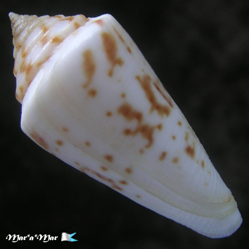 Conus tostesi Petuch, 1986 - Image 2