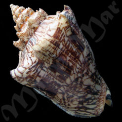 Alternative view of Voluta ebraea Linnaeus, 1758