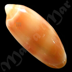 Alternative view of Volvarina warrenii (Marrat, 1876)