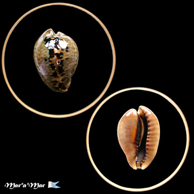 Cypraea (Muracypraea) mus mus Linnaeus, 1758