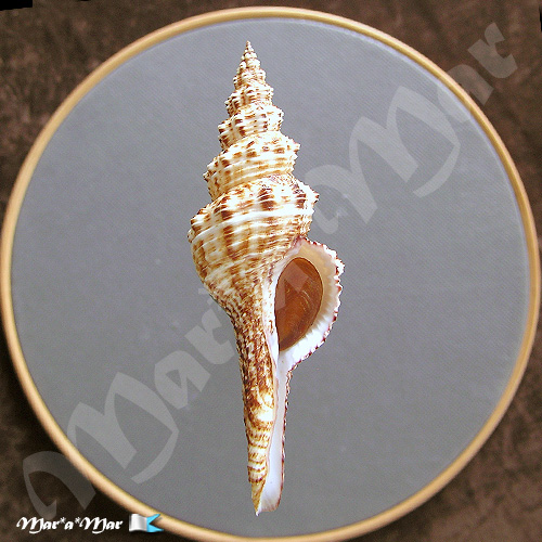 Goniofusus brasiliensis (Grabau, 1904)