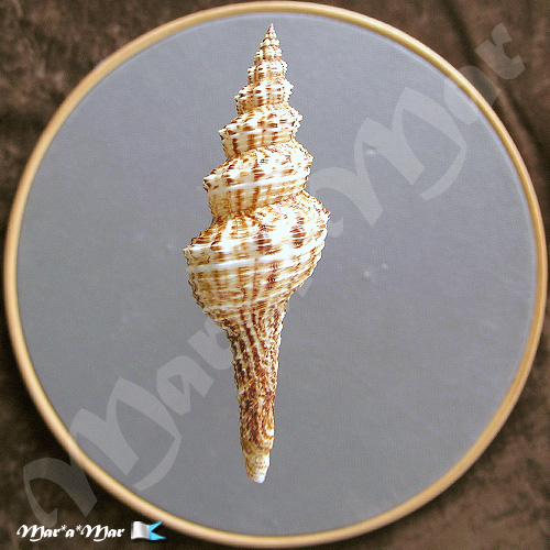 Alternative view of Goniofusus brasiliensis (Grabau, 1904)