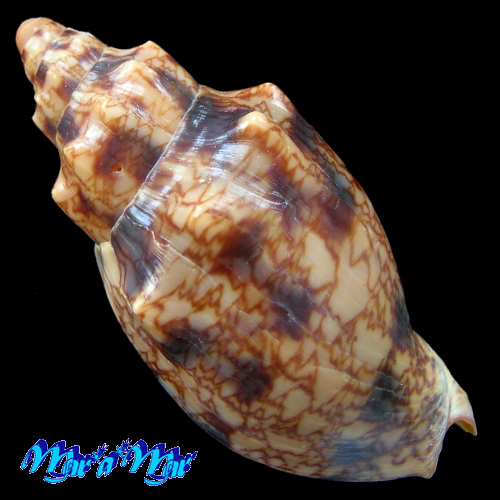 Odontocymbiola americana (Reeve, 1846) - Imagem 2