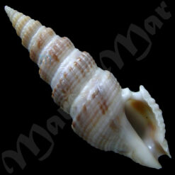 Clathrodrillia gibbosa (Born, 1778)