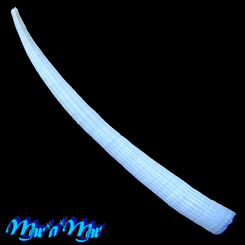 Antalis taphrium (Dall, 1889)