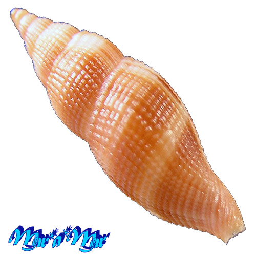 Alternative view of Metula anfractura Matthews & Rios, 1969