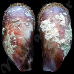 Modiolus americanus Leach, 1815