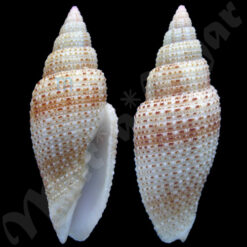 Mitra terryni Poppe, 2008