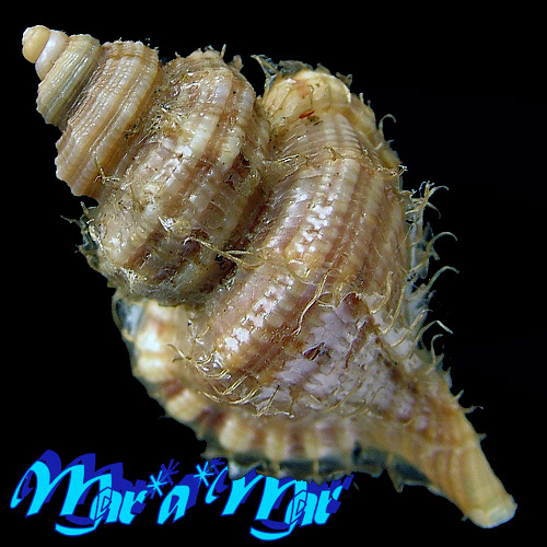 Alternative view of Cabestana felipponei (Ihering, 1907)