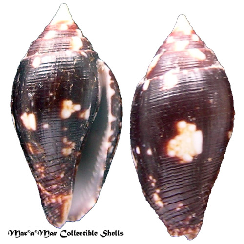 Conella ovulata (C. B. Adams, 1850)