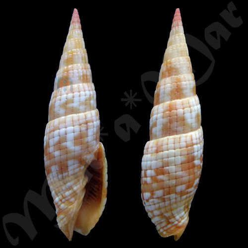 Vexillum costatum (Gmelin, 1791)