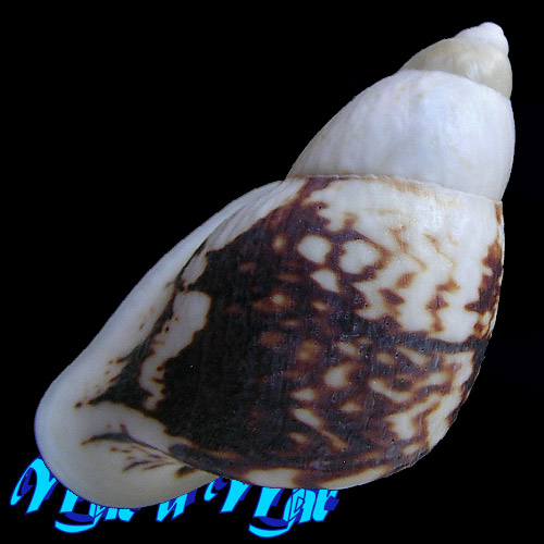 Cochlorina aurisleporis (Bruguière, 1792) - Image 2