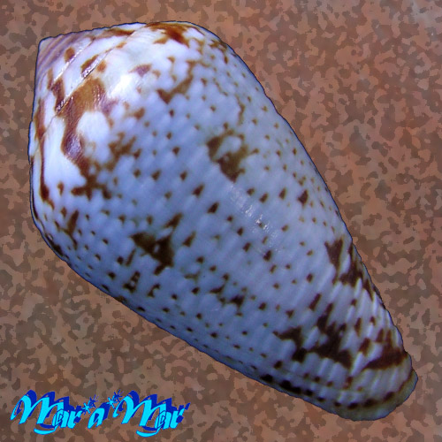 Alternative view of Conus aemulus Reeve, 1844