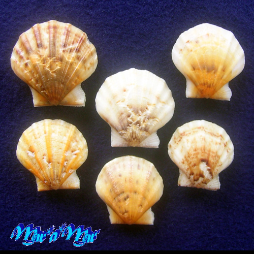 Flexopecten glaber proteus Dillwin, 1817