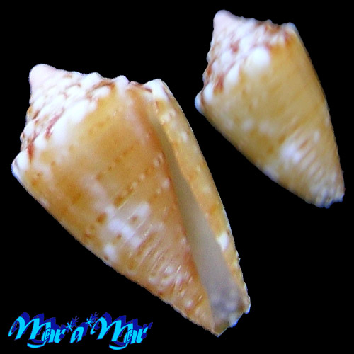 Conus schirrmeisteri Coltro, 2004