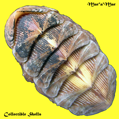 Chaetopleura angulata Spengler,1797