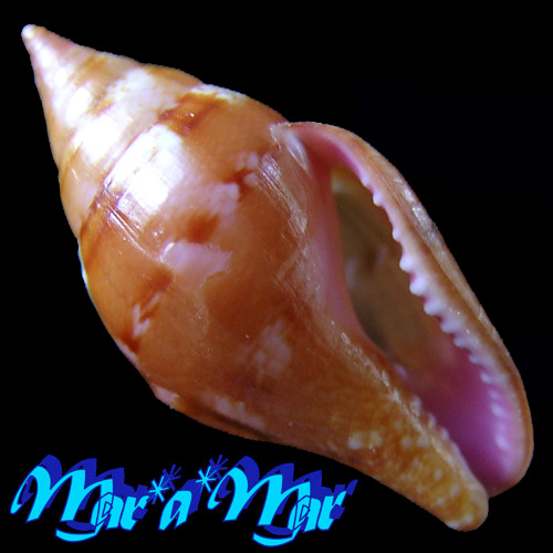 Columbella costa Simone, 2007