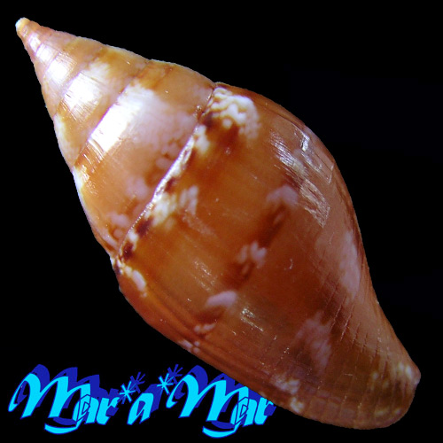 Alternative view of Columbella costa Simone, 2007