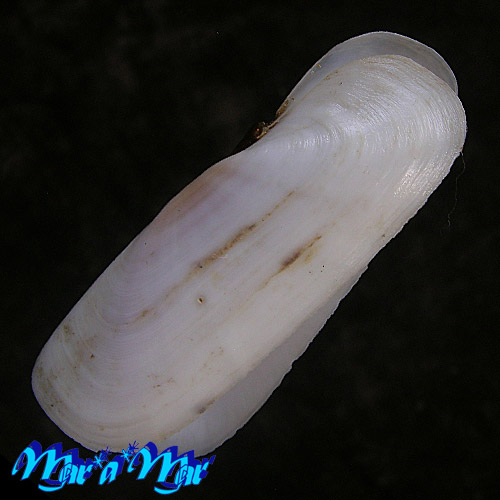 Tagelus plebeius (Lightfoot, 1786)