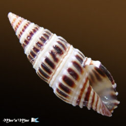 Crassispira quadrifasciata Reeve, 1845