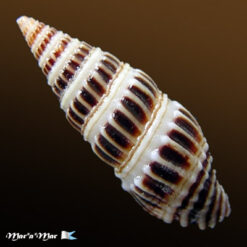 Crassispira quadrifasciata Reeve, 1845 - Imagem 2