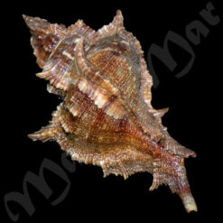 Chicoreus senegalensis (Gmelin, 1790)